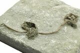 Fossil Crinoid (Agaricocrinus) & Brachiopod - Crawfordsville #269729-2